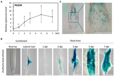 PUCHI Regulates Giant Cell Morphology During Root-Knot Nematode Infection in Arabidopsis thaliana